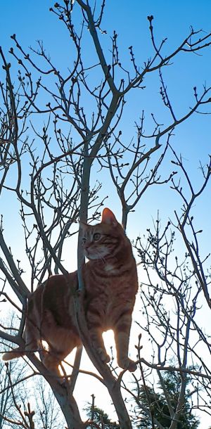 kat uit de boom kijken 20210318